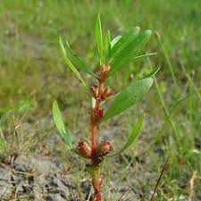 Rotala ramosior (toothcup): Go Botany