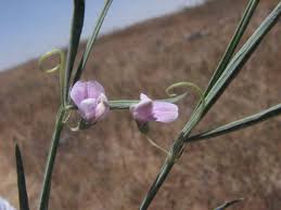 Lathyrus setifolius L. | Flora of Israel Online