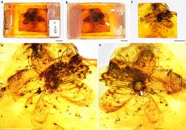 40 mn yrs after it bloomed in Baltics, largest flower preserved in amber 
found to have Asian link