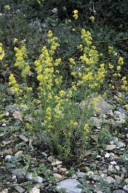 Galium verum in Flora of China @ efloras.org
