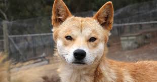 Eyes of the dingo provide insight into how dogs became our ...