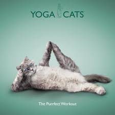 Bildergebnis für katzen machen Yoga