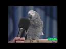2 parrots singing and talking wendy