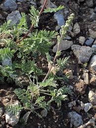 Artemisia atrata - Wikispecies
