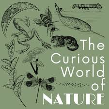 THE CURIOUS WORLD OF NATURE