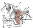 pterygoid muscle