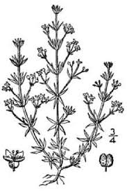Plants Profile for Galium parisiense (wall bedstraw)