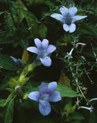 Acanthaceae in Flora of China @ efloras.org