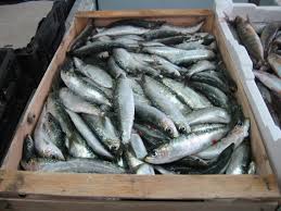  توقع إنتاج 6 آلاف طن من سمك السردين بمستغانم في 2016  Images?q=tbn:ANd9GcSKMme4mYyIeH52bpI68BkuauGxHYVriRGs1WwXf7nz8Gx8q4Z-