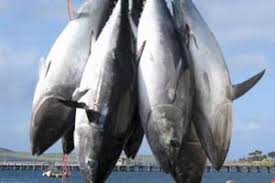 Image result for gambar ikan tuna di port
