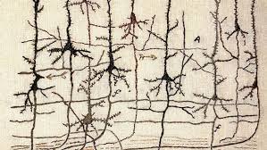 neuron drawings