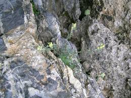 Artemisia umbelliformis - Wikipedia