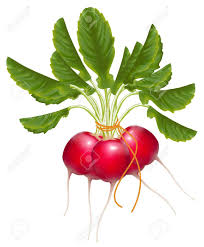 Image result for radishes