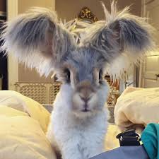 Image result for cats with funny haircuts