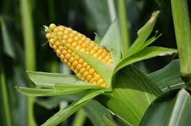 Image result for crops and corn
