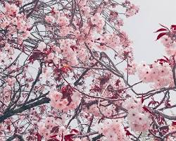 Image of Pink aesthetic wallpaper with red panda on a cherry blossom tree