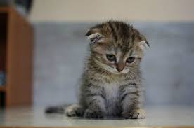 12 Very Sad Kittens That Never Quite Became A Meme via Relatably.com