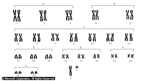Resultado de imagen para Tipos de cromosomas
