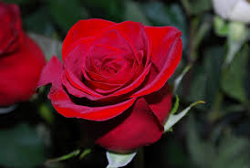 Resultado de imagen de rosa roja hermosa sola