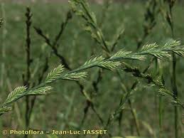 Lolium remotum Schrank, Flax-field ryegrass (World flora) - Pl ...