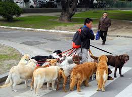 Image result for person walking dog
