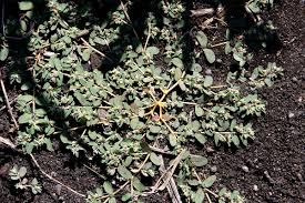 Euphorbia maculata - Wikipedia