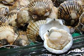 Image result for scallops