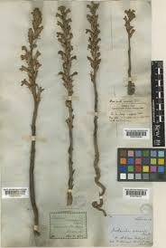 Orobanche arenaria Borkh. | Plants of the World Online | Kew Science