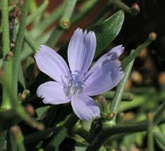 Cichorium spinosum (Spiny Chicory) : MaltaWildPlants.com - the ...