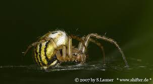Auf der Lauer - Bild \u0026amp; Foto von Sebastian Launer aus Spinnen ...