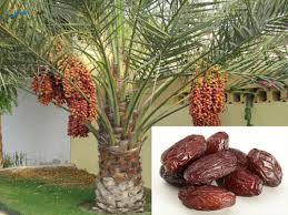 Image result for images of date seed tree
