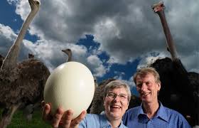 Image result for The largest bird egg: Ostrich Struthio camelus