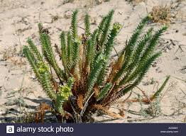 Flowering sea spurge Euphorbia paralias plants on a sandy beach ...