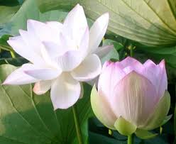 Image result for images of white lotus