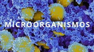Resultat d'imatges de MICROORGANISMOS