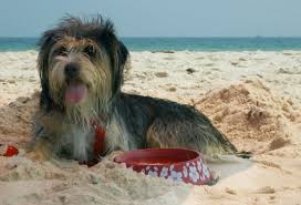 Resultado de imagen para perros tomando agua en la playa