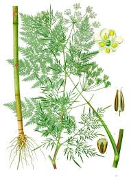 Chaerophyllum bulbosum - Wikipedia