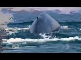 Image result for heart of blue whale