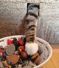Image result for funny pictures of animals caught in the act