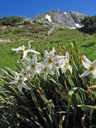 Narcissus (plant) - Wikipedia