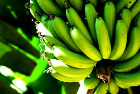 Resultado de imagem para banana verde