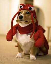 Image result for dogs dressed as chefs