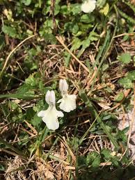 Stachys corsica Pers. (World flora) - Pl@ntNet identify