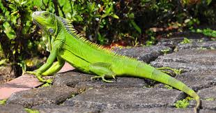 Image result for iguanas