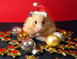 Image result for animals dressed as santa claus