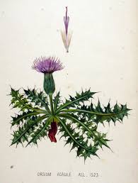 File:Cirsium acaule — Flora Batava — Volume v20.jpg - Wikimedia ...
