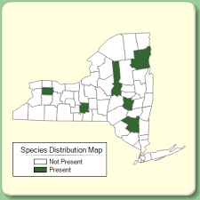 Campanula trachelium - Species Page - NYFA: New York Flora Atlas