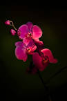 Night Orchid