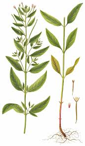 File:Epilobium roseum, Flora Danica 1815.jpg - Wikimedia Commons