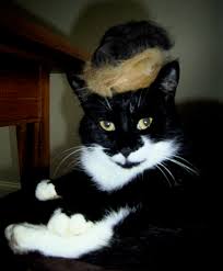 Image result for cats wigs